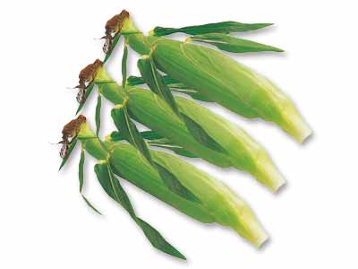 黒沢さんの大きなとうもろこし　3本写真