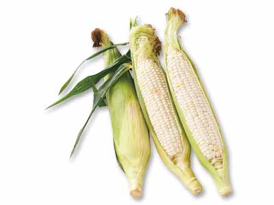 予約　三河の潮風とうもろこし（ピュアホワイト）（栽培期間中節減対象農薬不使用）　3本写真