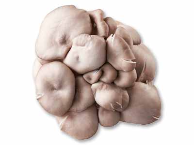 ジャンボひらたけ 60G写真