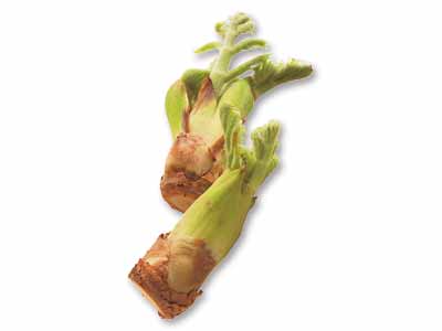 たらの芽　50G写真