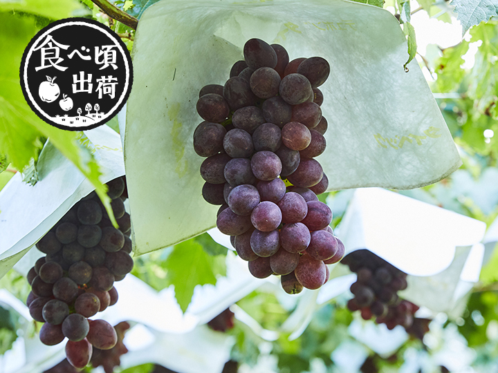 頒布会　果汁あふれる　ぶどう食べ比べ写真