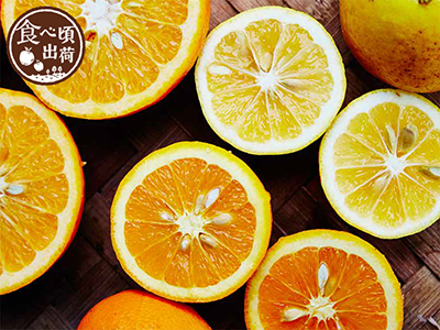 頒布会　かんきつめぐり写真