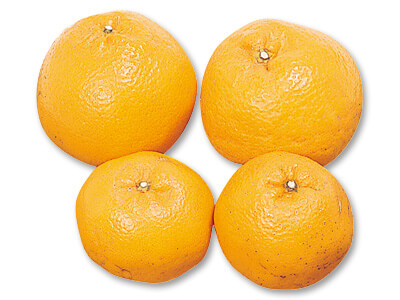 プチプチ食感はるみ（柑橘）　700G写真