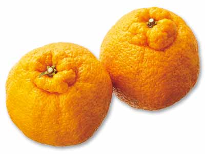 本場・熊本のコク甘しらぬい 450G写真