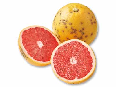 国産ルビーグレープフルーツ　600G写真