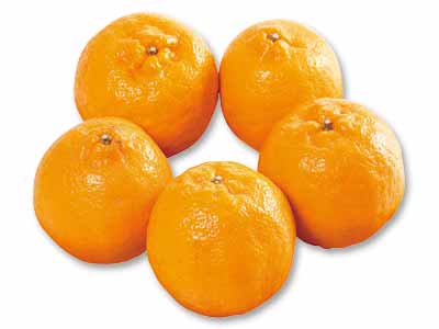 愛媛　無茶々園のぽんかん　1KG写真