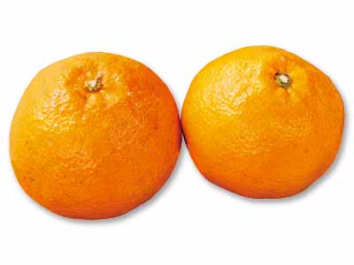 愛媛　無茶々園の伊予柑　450G写真