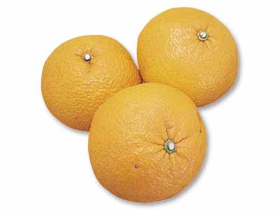 さわやか甘夏みかん　1.6KG写真