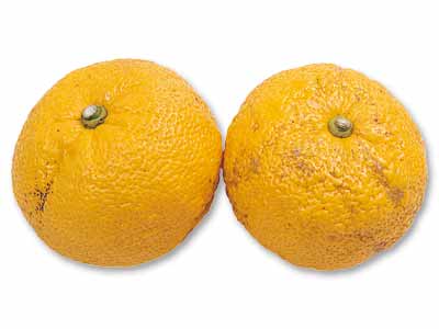 大地のもったいナイおふろ用ゆず　200G写真