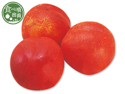 予約　スイートネクタリン　900G写真