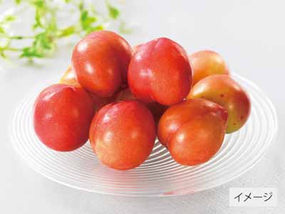 プラム（大石早生　他）　500G写真
