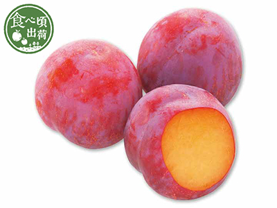 予約 うっとりジューシープラム(貴陽) 500G写真