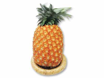 沖縄八重山のゴールドバレルパイン 大 1コ写真