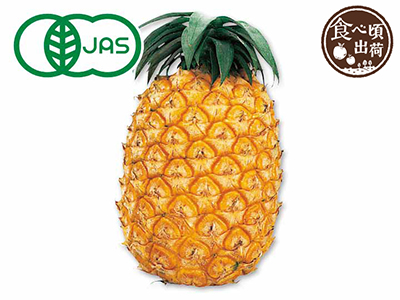 予約　沖縄やんばる・樹さんの有機ハワイパイン　1コ写真