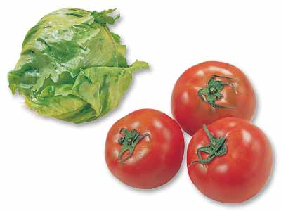 初夏の定番黄金コンビ　レタス＆トマトのセット写真