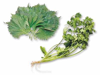 爽やかな香りで食欲増進！有機青じそ＆有機パクチーのセット写真