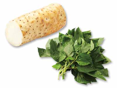 ネバとろ美膳 モロヘイヤ&長いものセット写真