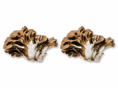 肉厚で香り楽しむ　轟まいたけ100G×2写真