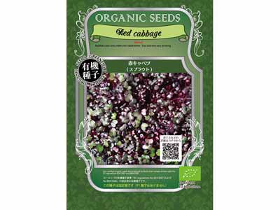 予約　スプラウト有機種子　赤キャベツ写真