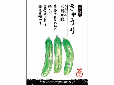 予約　国産自然農法種子　きゅうり（若緑地這）写真