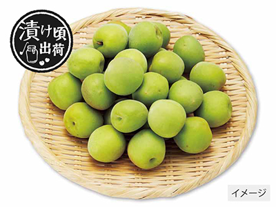 予約　森そだち香り青梅（梅酒・ジュース用）1KG写真