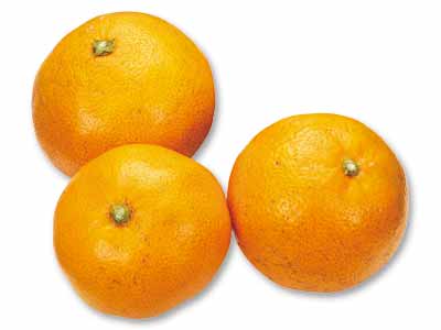 【定期ボックス限定】温州みかん　400G写真