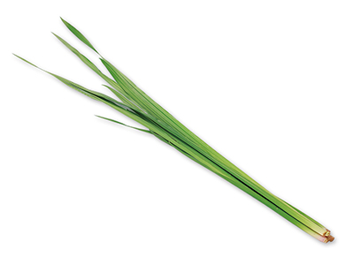 予約4／27週　しょうぶの葉　80G写真