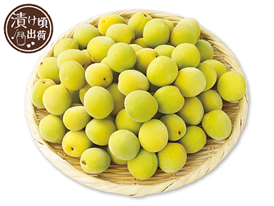 予約　森そだち香り南高梅（梅干用）　1KG写真