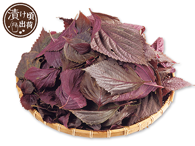 予約　赤じそ（栽培期間中節減対象農薬不使用）　300G写真