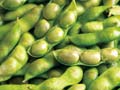 頒布会　枝豆探訪　〜希少品種食べ比べ〜_4