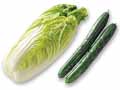 手作りお漬物に　ミニ白菜＆きゅうりのセット