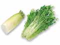 煮物やお鍋の定番 大根&水菜のセット