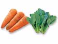 食卓がぱっと華やぐ　人参＆小松菜のセット