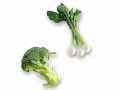 春のみずみずしさを味わう　春のサラダかぶ＆ブロッコリーのセット