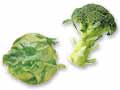 サラダや温野菜で楽しむ　レタス＆ブロッコリーのセット