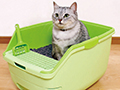 予約　炭草花の猫砂　5Ｌ（猫トイレ用木質ペレット）_3