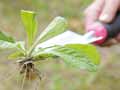 植替え職人　頑丈根切りスコップ_4