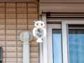 予約 鳥よけフクロウ銀ピカ_3