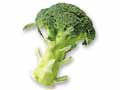 【定期ボックス限定】ブロッコリー　1コ
